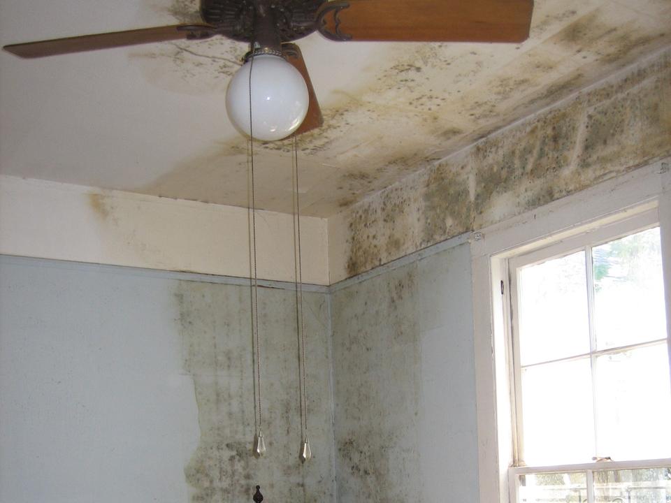 Dark mold spreading across a bedroom ceiling and the tops of the walls around a ceiling fan